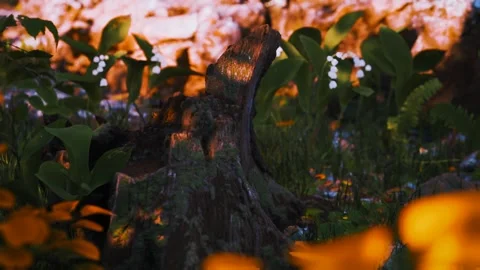 Blooming Forest Realm Stock Footage 321489431
