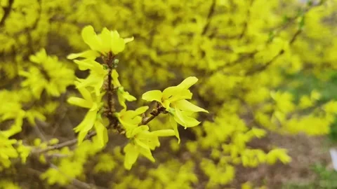 Blooming forsythia 動画素材 269057885