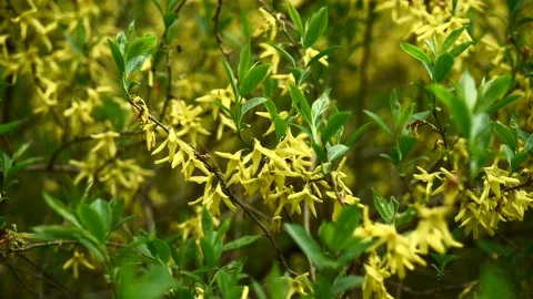 Blooming Forsythia, Spring background with yellow flowers tree branches Stock Footage 154303344