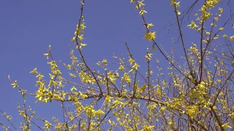 Blooming forsythia in springtime  Stock Footage 267076572