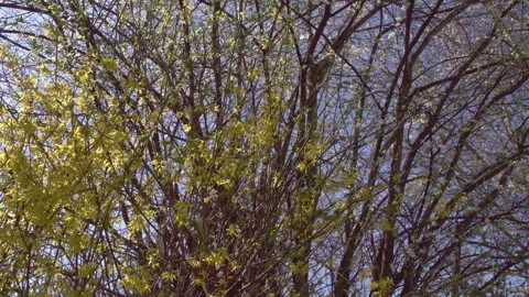 Blooming forsythia in springtime (slide) Stock Footage 267076565