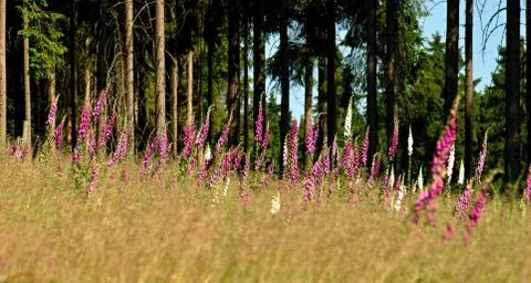 Blooming foxgloves Stock Photos