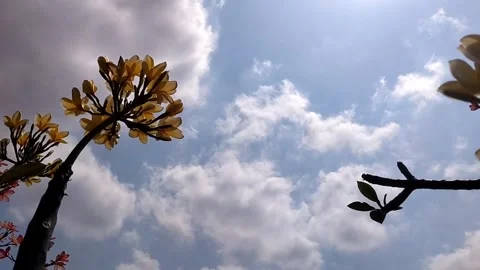 Blooming Frangipani Against the Cloudy Sky Stock-Footage 341265241