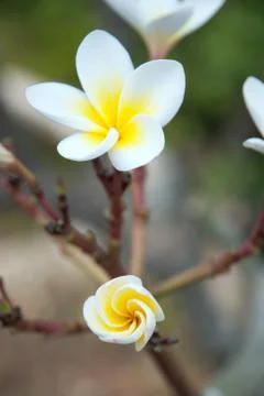 Blooming Frangipani Foto stock