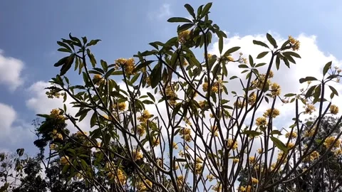 Blooming Frangipani Tree Under Blue Sky. 動画素材 341265095