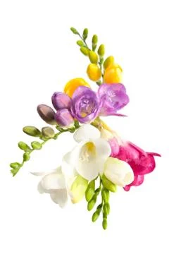 Blooming Freesia. Stock Photos