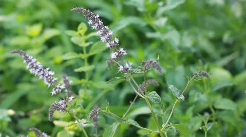 Blooming fresh mint Stock Footage 49050252