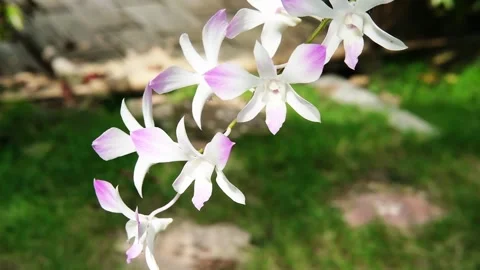 Blooming fresh pink and white orchid flower branch in flowerpot Stock Footage 319386101