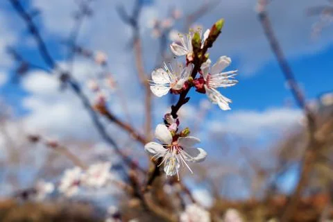 Blooming fruit blossoms in spring Stock Photos