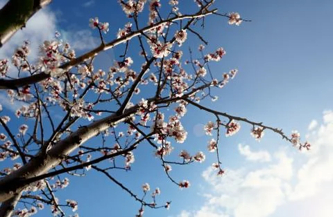 Blooming fruit blossoms in spring Stock Photos