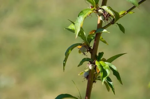 Blooming fruit buds during spring Stock Photos