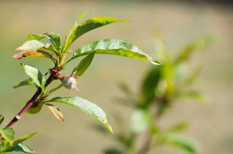Blooming fruit buds during spring Stock Photos