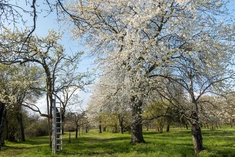 Blooming fruit orchard with several blooming Apple trees in the spring. fresh Stock Photos