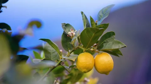 Blooming fruit tree and garden. Stock Footage 150798807