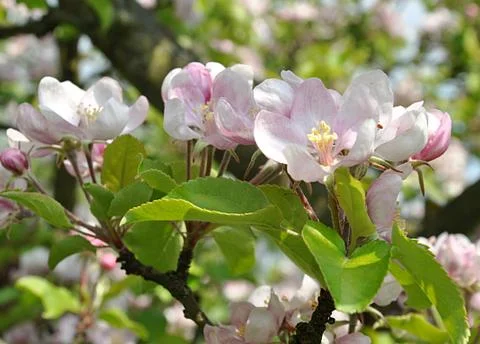 Blooming fruit tree, apple tree Stock Photos