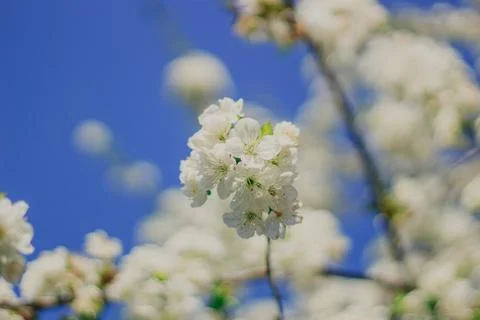 Blooming fruit tree on the background of blue sky. Nature. Spring Flowers Stock Photos
