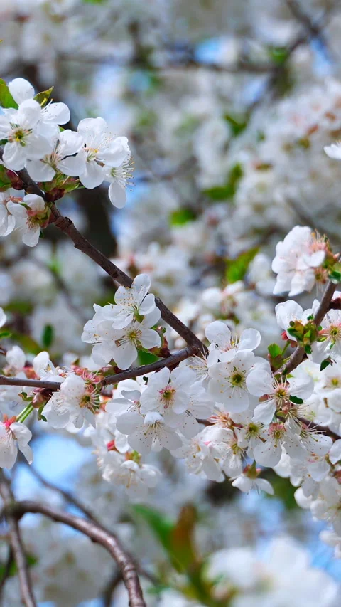 Blooming fruit tree background. White flowers on tree branch swaying in wind. 스톡 동영상 274410153