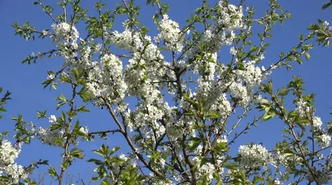 Blooming fruit tree branch with white blooms in spring. 4K Stock Footage 60592558