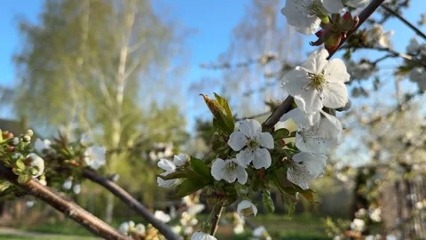 Blooming fruit tree branch with white flowers in spring Stock Footage 306642199