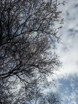 Blooming Fruit Tree Branches Against Cloudy Blue Sky in Spring Stock Photos