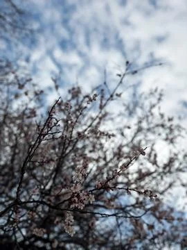 Blooming Fruit Tree Branches Against Cloudy Blue Sky in Spring Stock Photos