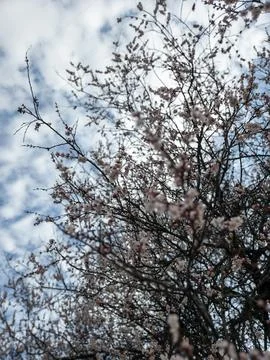 Blooming Fruit Tree Branches Against Cloudy Blue Sky in Spring Stock Photos