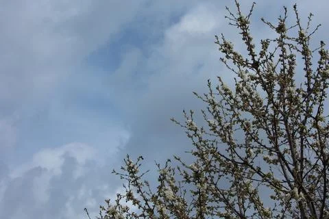Blooming Fruit Tree Branches Against a Cloudy Spring Sky Stock Photos