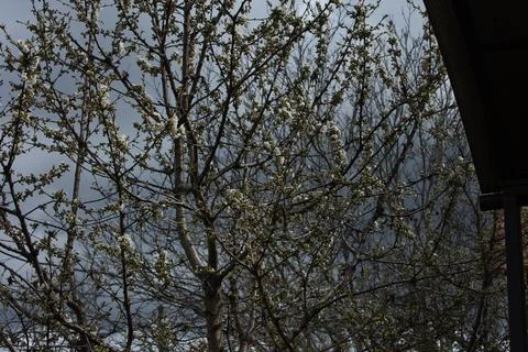 Blooming Fruit Tree Branches Against a Cloudy Spring Sky Stock Photos