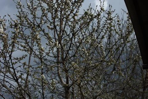 Blooming Fruit Tree Branches Against a Cloudy Spring Sky 写真素材
