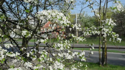 Blooming fruit tree branches spring cars go asphalt road Stock Footage 37865463