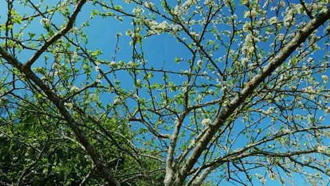 Blooming Fruit Tree Branches In Spring Garden Under Bright Blue Sky 스톡 동영상 328283186