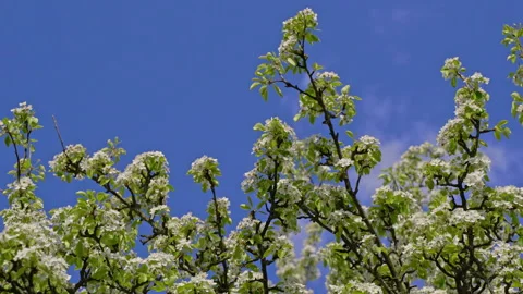 Blooming fruit tree canopy under clear blue sky Video stock 329864830