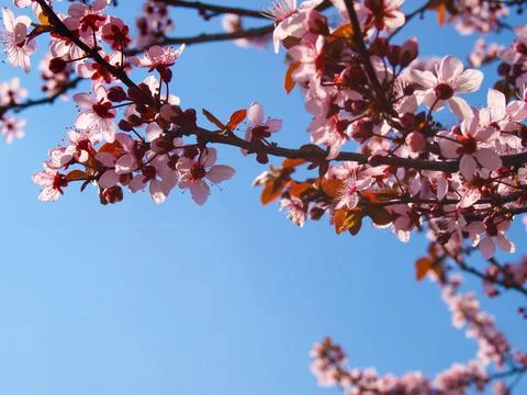 Blooming fruit tree close up. Stock Photos