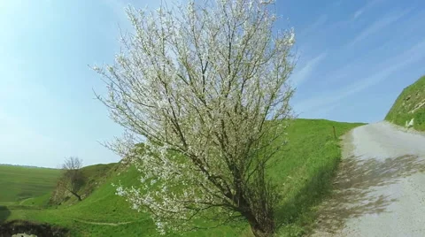 Blooming fruit tree 스톡 동영상 62361137