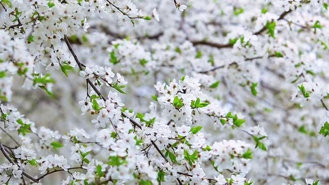 Blooming fruit tree. Video stock 114560191