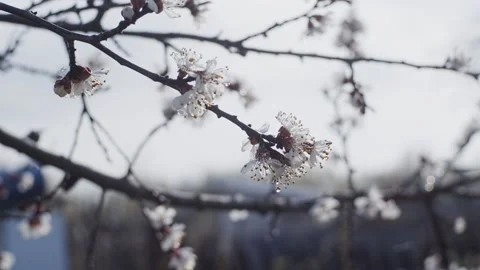 Blooming fruit tree Stock Footage 153524809