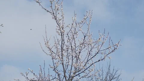 Blooming fruit tree Stock Footage 153525564