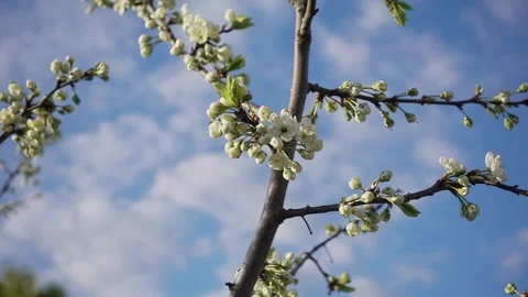 Blooming fruit tree Video stock 239935881