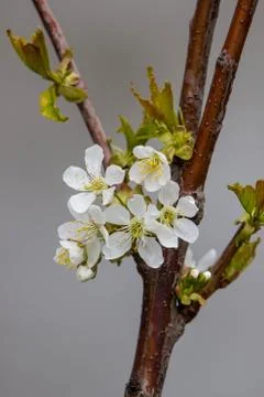 Blooming fruit tree with fragrant white flowers with large petals Foto stock