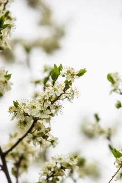Blooming fruit tree with fragrant white flowers with large petals Stock Photos
