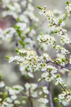 Blooming fruit tree with fragrant white flowers with large petals Stock Photos