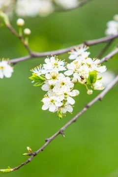 Blooming fruit tree with fragrant white flowers with large petals Stock Photos