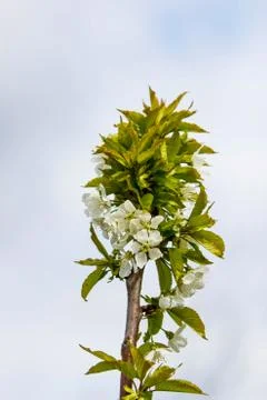 Blooming fruit tree with fragrant white flowers with large petals Stock Photos