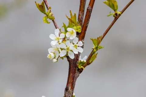 Blooming fruit tree with fragrant white flowers with large petals Stock Photos