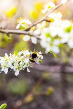 Blooming fruit tree with fragrant white flowers with large petals and a bumbl Foto stock