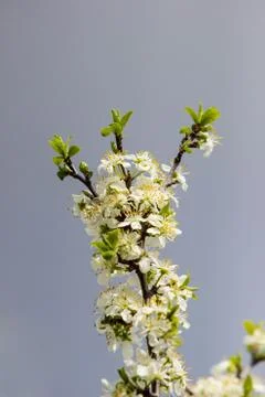 Blooming fruit tree with fragrant white flowers with large petals Stock Photos