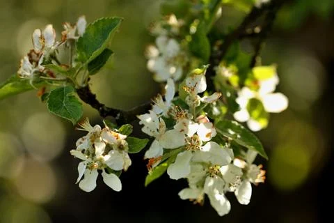 Blooming fruit tree at garden in spring Stock Photos