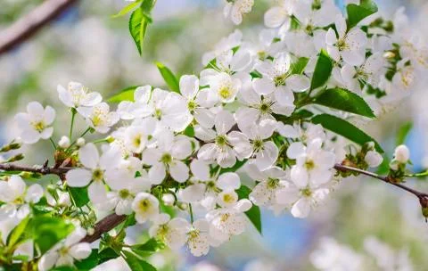 Blooming fruit tree in the garden. Spring time. Stock Photos