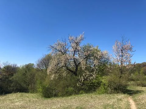 A blooming of a fruit tree in the meadow. Stock Photos