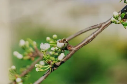 Blooming fruit tree on nature background Spring flowers Spring background. Stock Photos